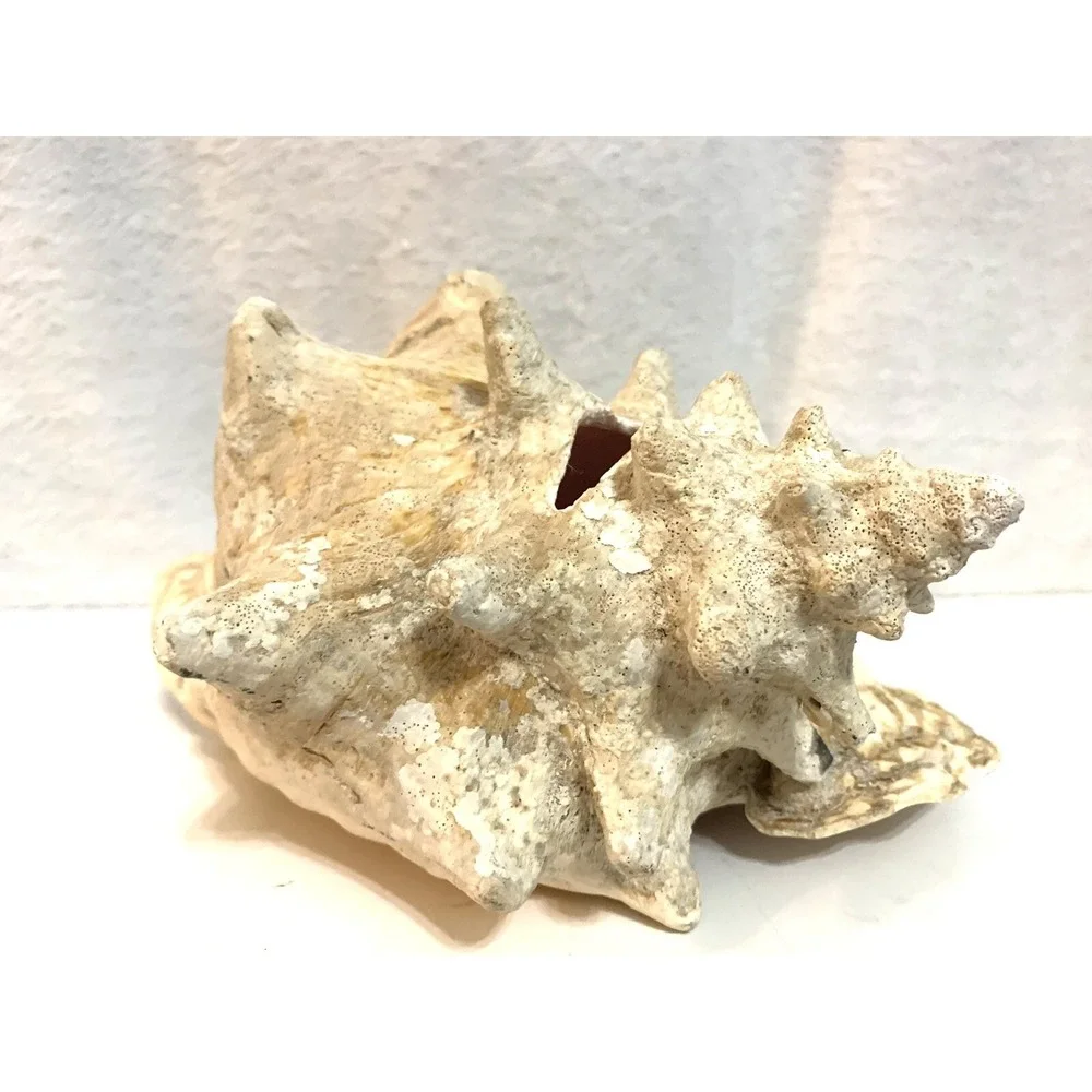 Large Queen Conch Shell Pink Horned Seashell 9
